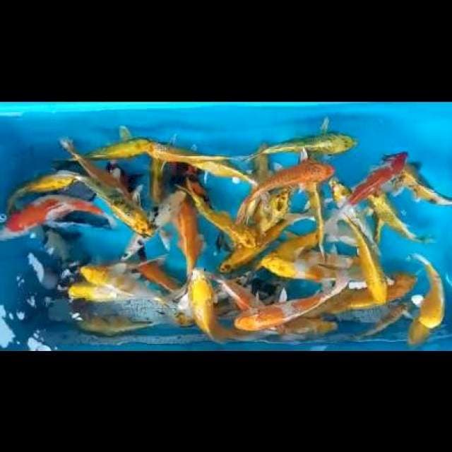 Paket mix 20ekor