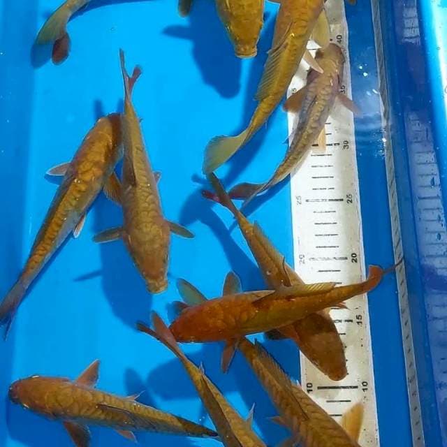 CHAGOI TEMBAGA SISIK NAGA 18-22 CM 12 EKOR
