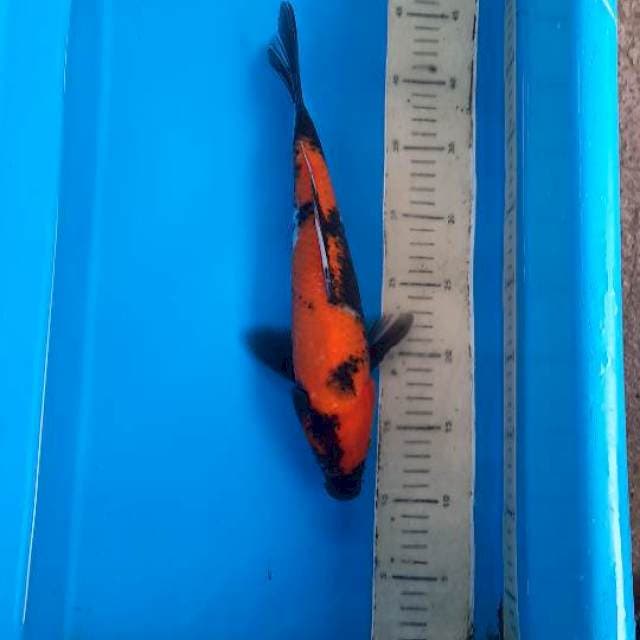 Hi showa 33cm