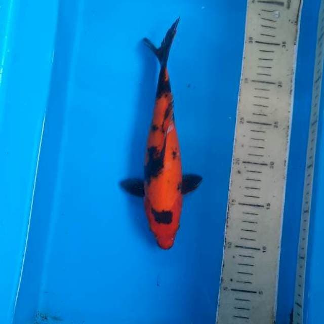 Utsuri 27cm