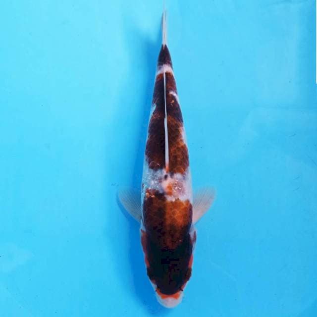 Goromo, 24 cm