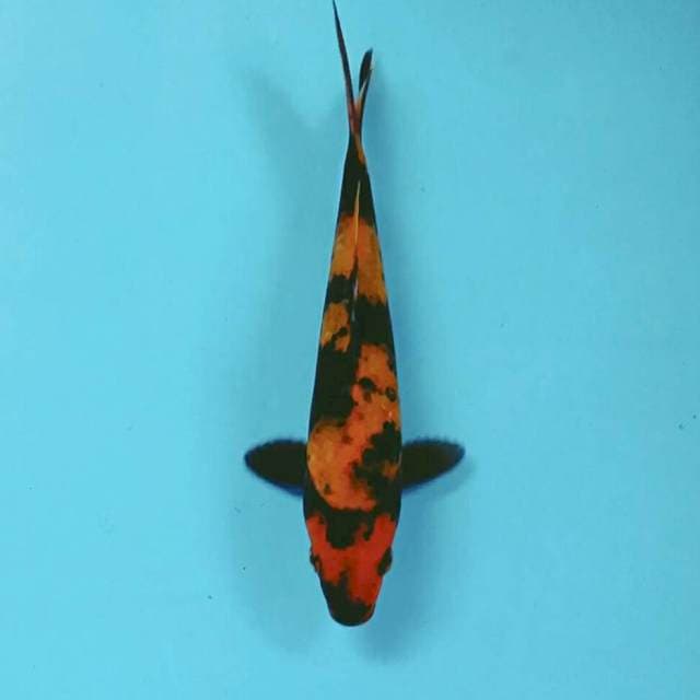 Hi utsuri, 17 cm