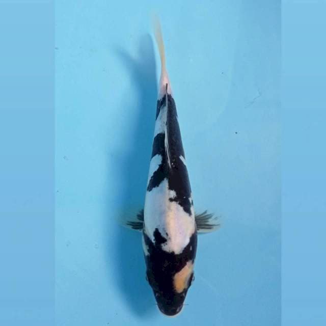 Shiro, 19 cm