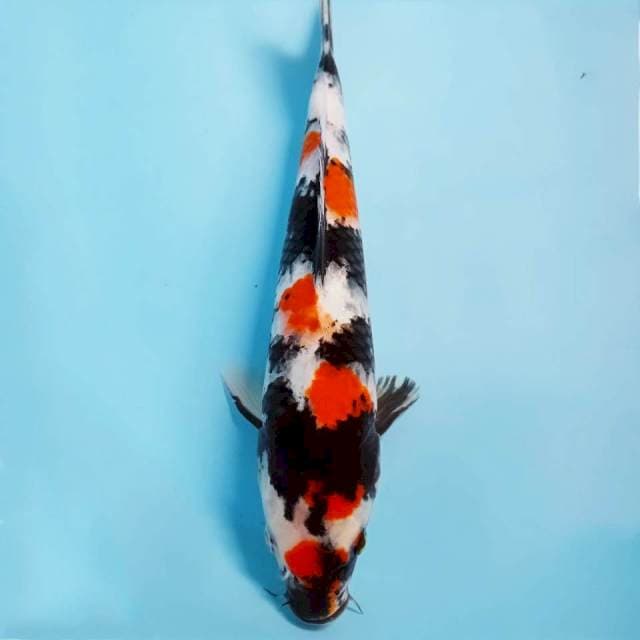 Showa, 31 cm