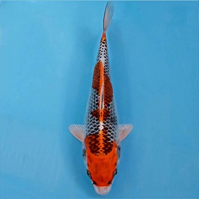 Kujaku, 21 cm