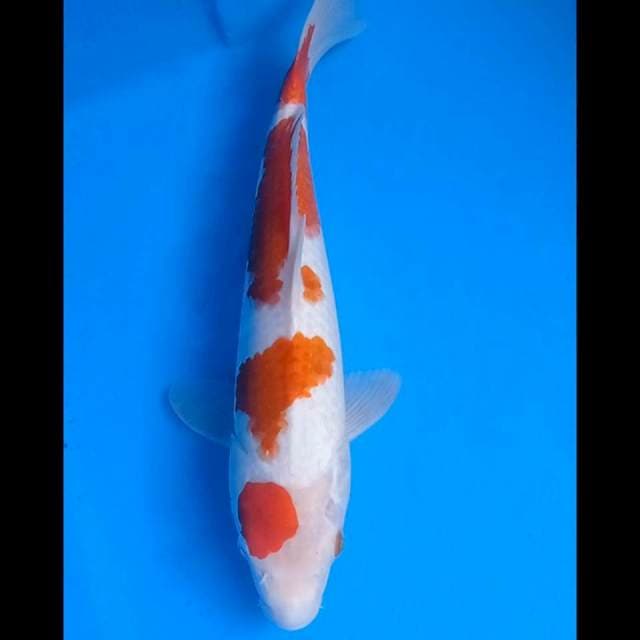 Kohaku