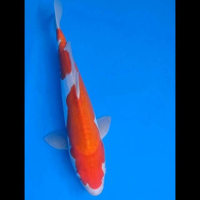 Kohaku Doits