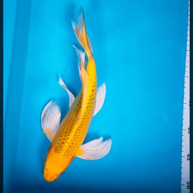 Kumpay yellow matsuba 34cm male