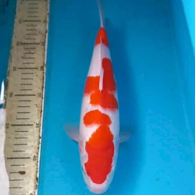 Kohaku 33cm