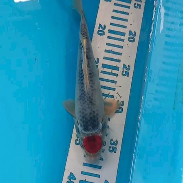 Tancho Goshiki 23cm