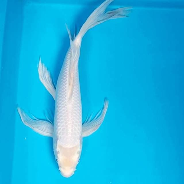 Kumpay shiromuji 36cm male