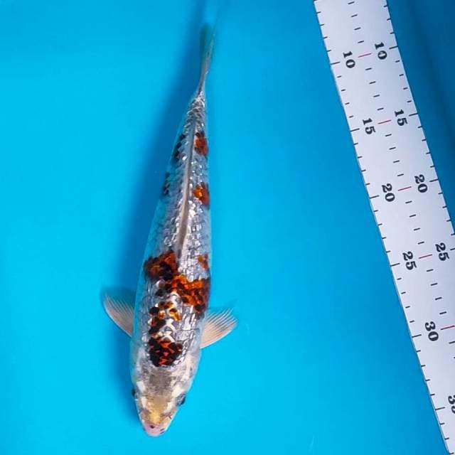 Goromo silver ginrin antik 30cm