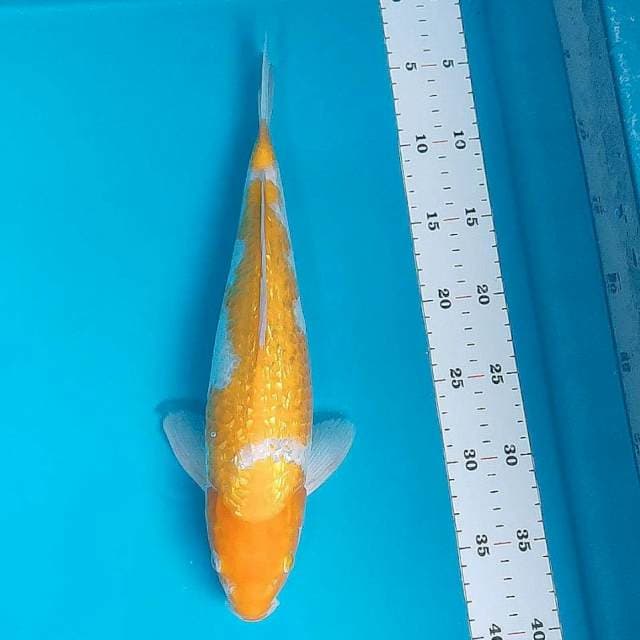 Kohaku koyo ginrin 35cm male