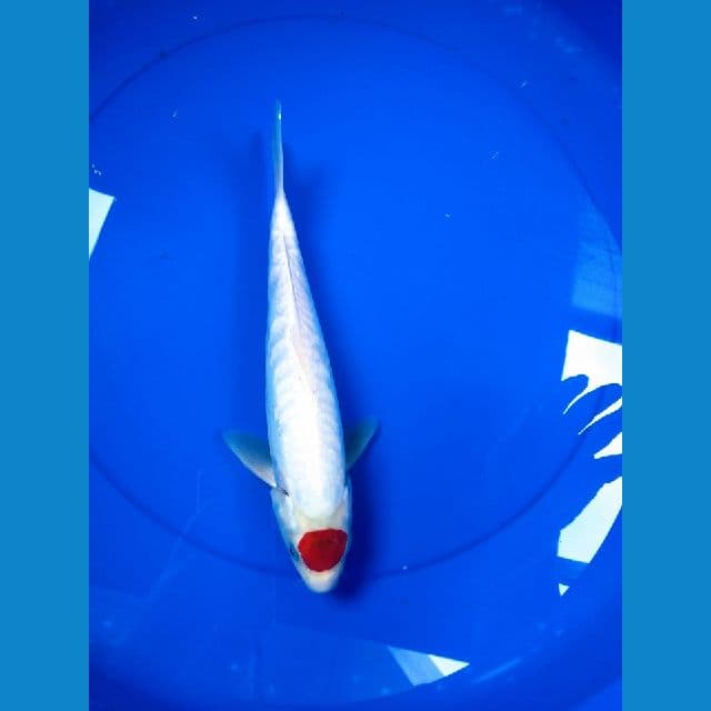 33cm Tancho Kohaku jantan Aragoke