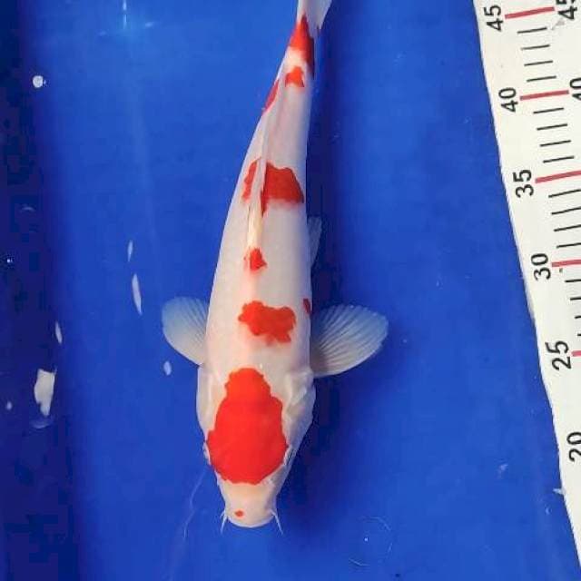 Kohaku