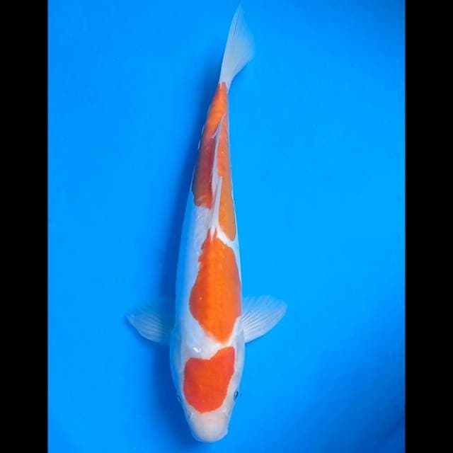 Maruten kohaku Doits