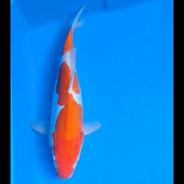 Kohaku Doits