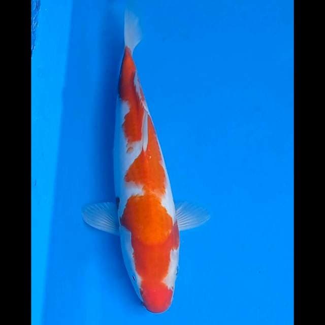 Kohaku