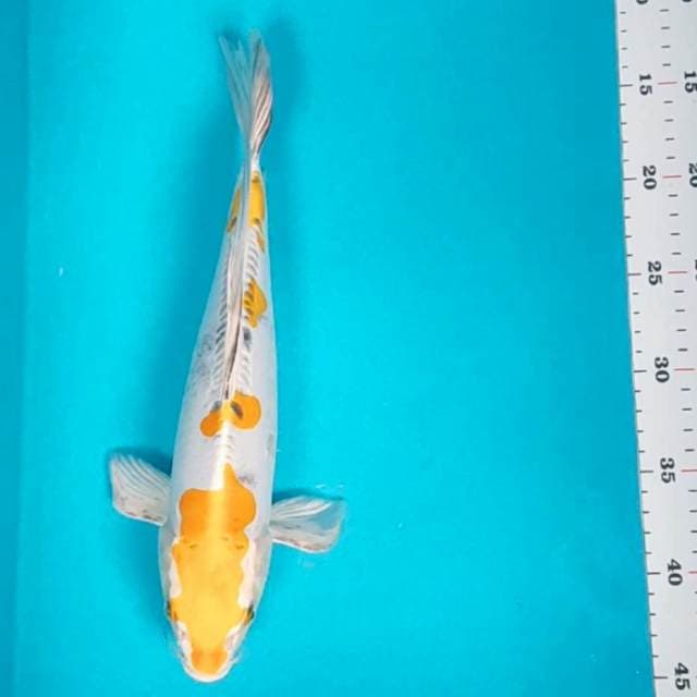 Yellow kiko 32cm