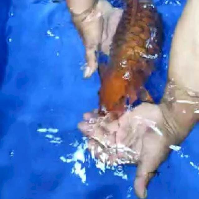 Chagoi sisik naga