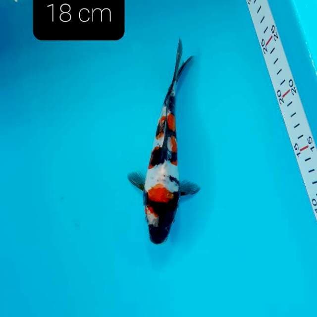 Doitsu showa 18 cm