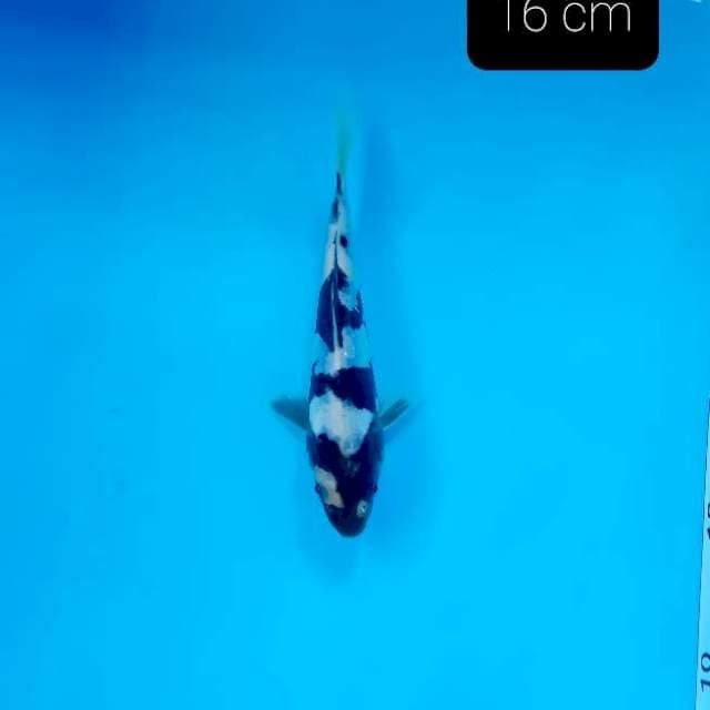 Doitsu 15 cm