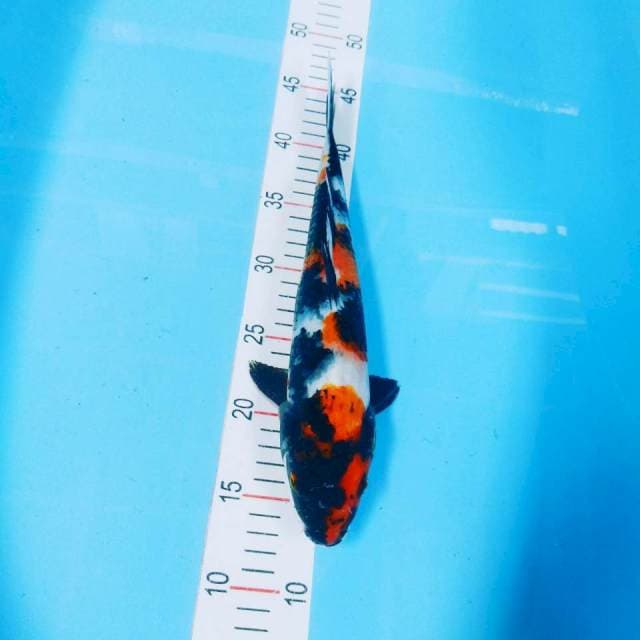 Showa 34 cm