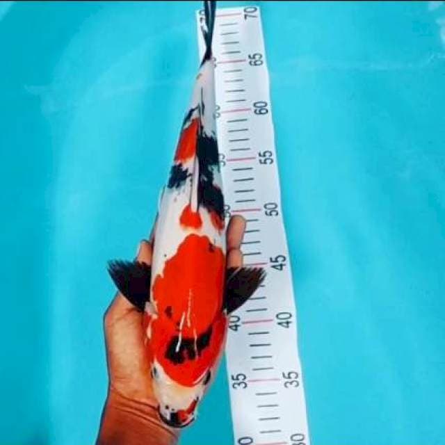 Showa 38 cm