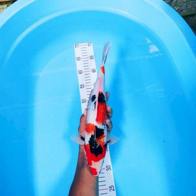 Showa 36 cm