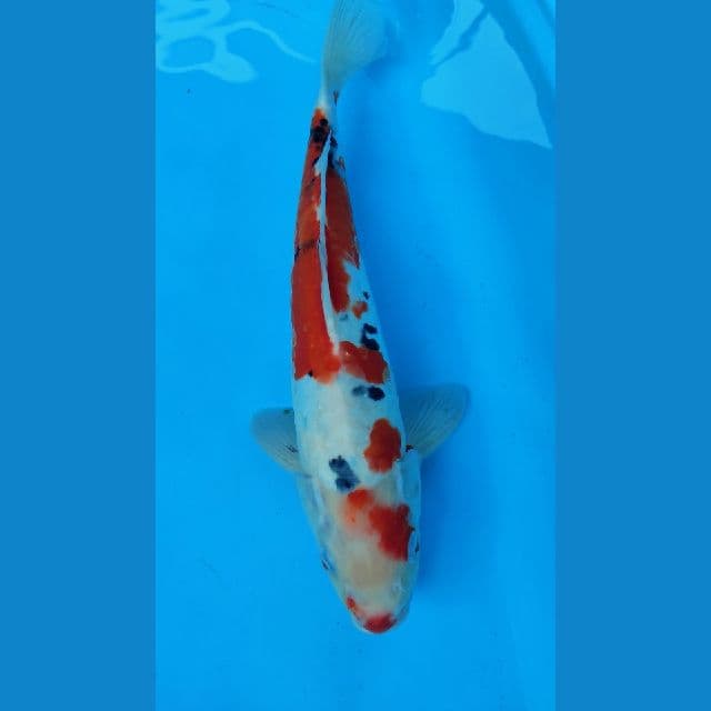 SANKE 39CM