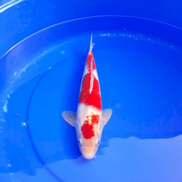 Kohaku