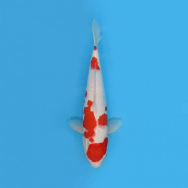 Kohaku 34 Cm