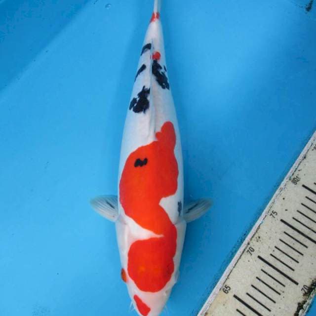 Doitsu Sanke Fimale 45 cm