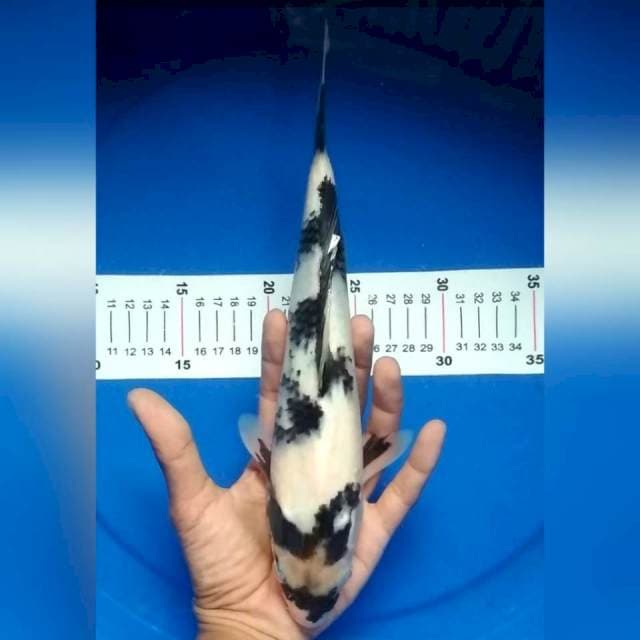 Shiro jos 30cm