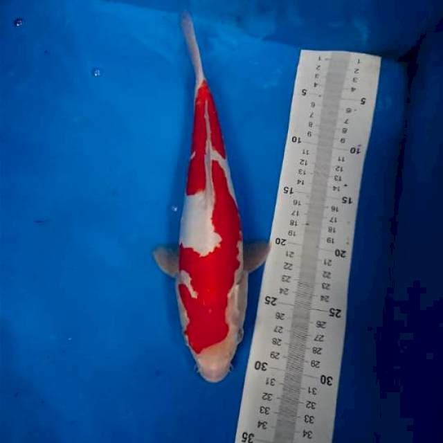 Kohaku doitsu oryginal