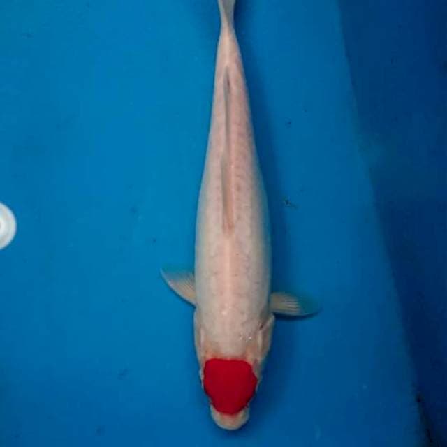 Tanco kohaku doit (cut kering)