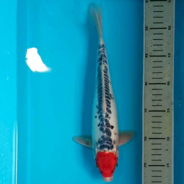 Tancho Shusui 30cm