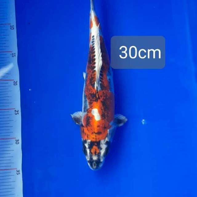 Kikokuryu 30cm