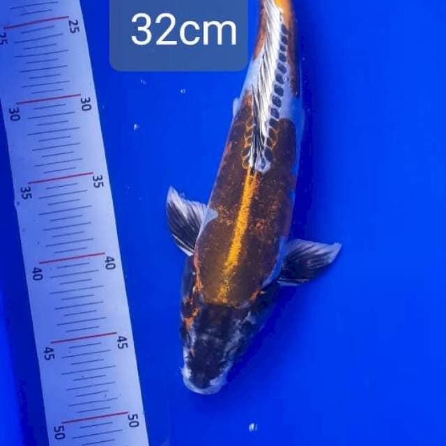 Kikokuryu 32cm