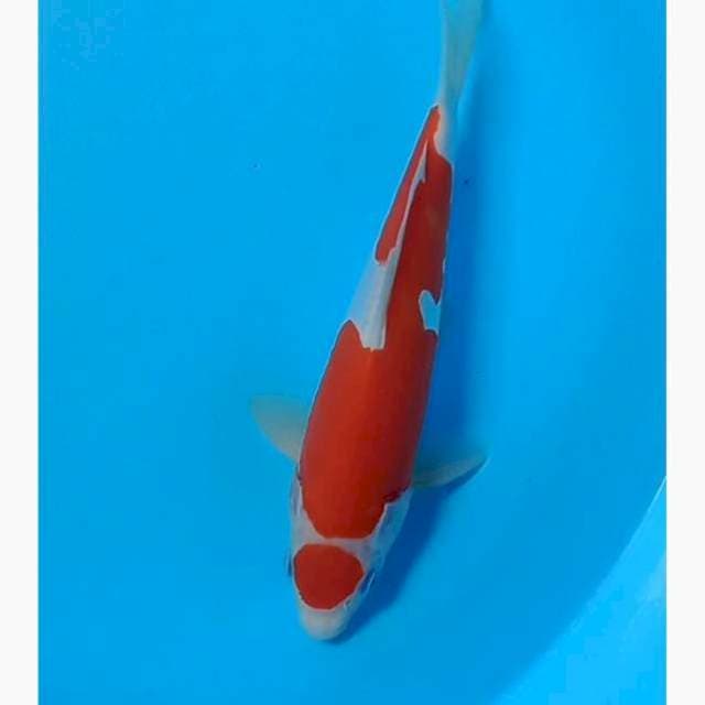 Maruten kohaku doitsu