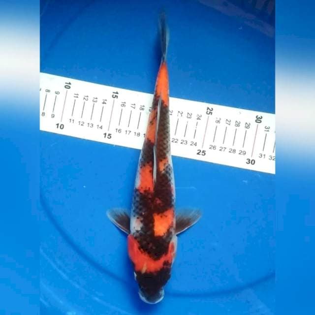 Showa 29cm