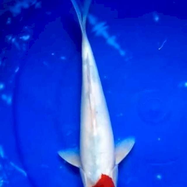 Tancho sanke ( tategoi)