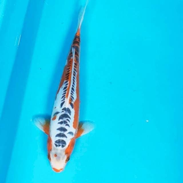 Shusui 28cm male
