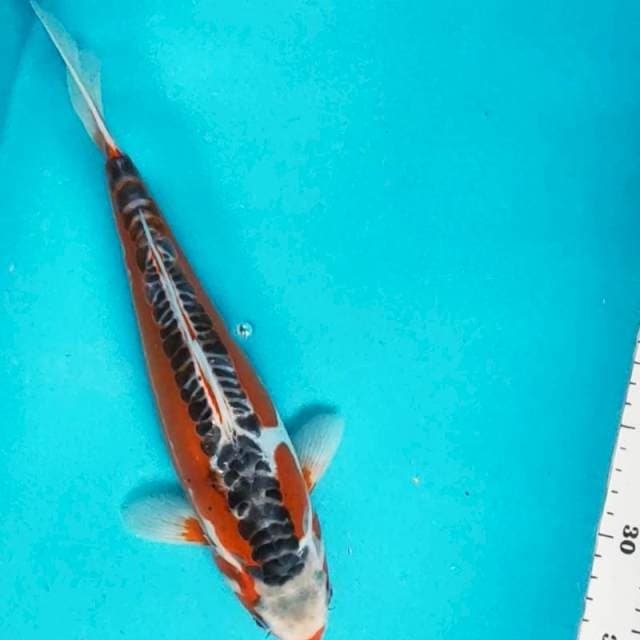 Good shusui 30cm