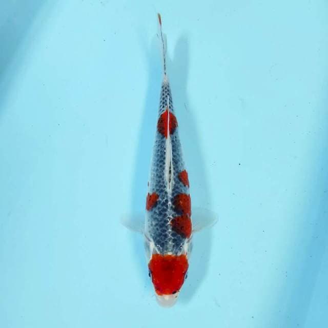 Goshiki 28 cm