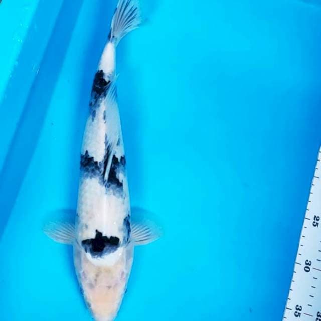 Shiro 37cm