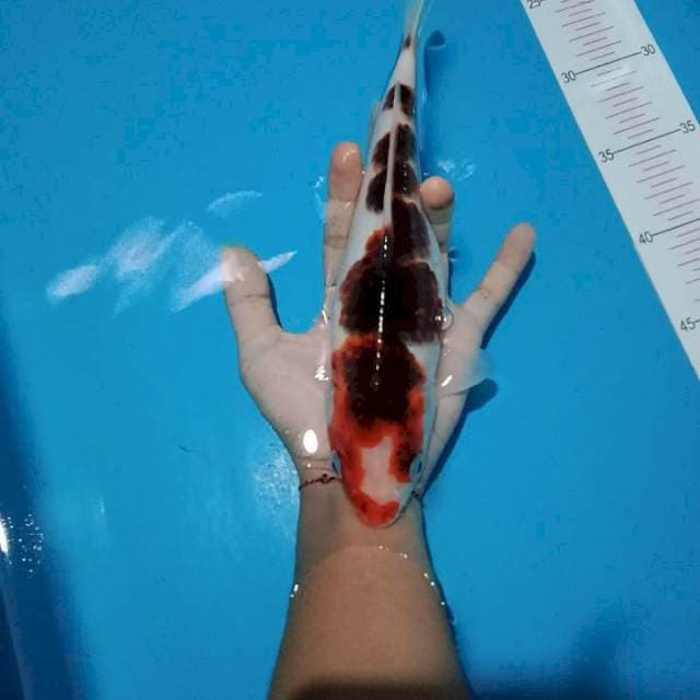 Budho Goromo Inazuma 27CM