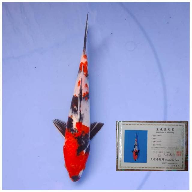Otsuka Showa