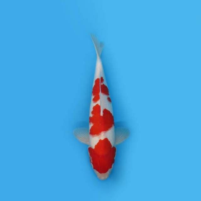 Kohaku Strong 33 Cm