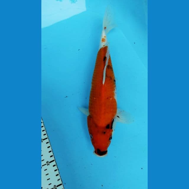 SHOWA 35CM